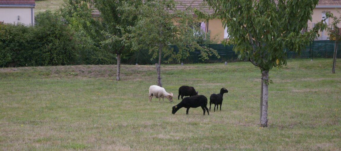Ecopâturage Saint Georges-photo2