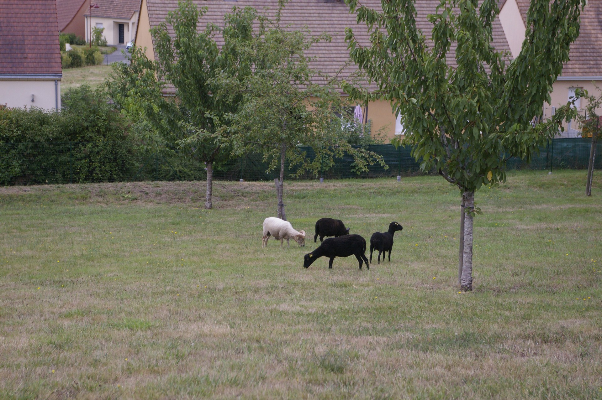 Ecopâturage Saint Georges-photo2